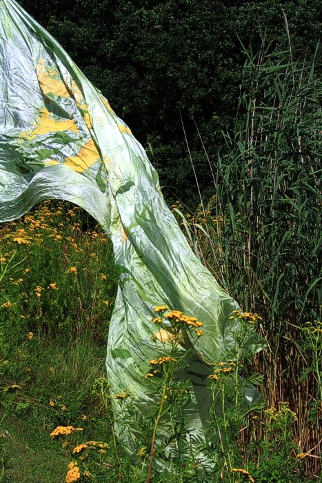 Rainfarn Landart