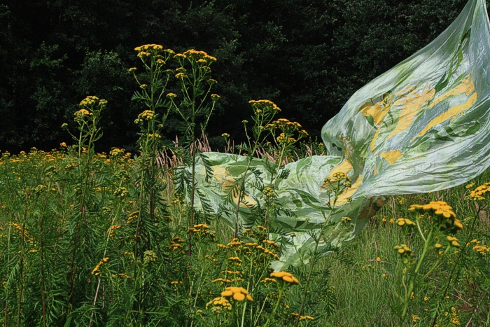 Rainfarn Landart