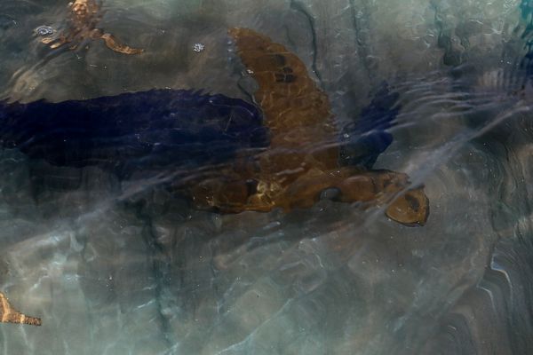 Landart at Stronsay