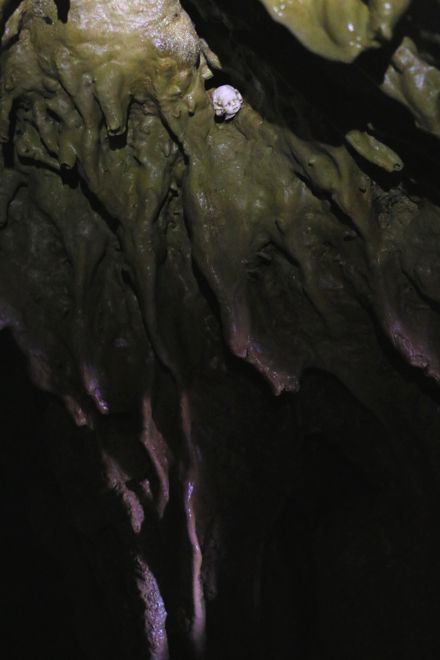 cavebabies